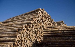 俄羅斯或將全面禁止對華出口木材，背后原因及對建筑材料行業的影響